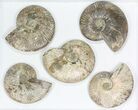 Lot: - Silver Iridescent Ammonites - Pieces #77107-1